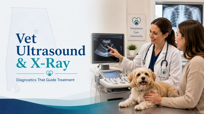Vet X-Ray Cost in Alabama planning guide